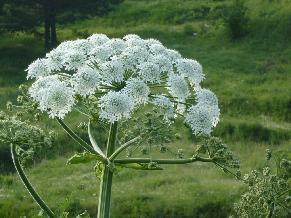 Борщевик