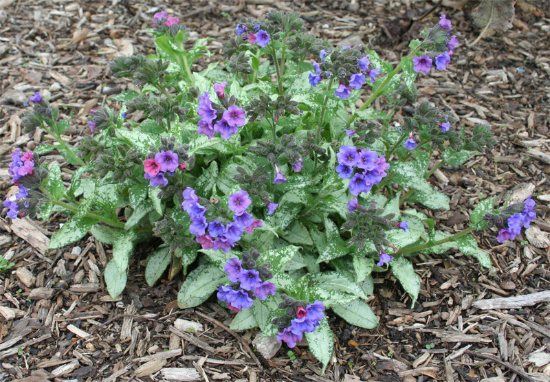 Медуница (Pulmonaria) — источник витаминов для лёгких и крови