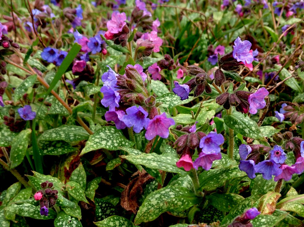 Медуница (Pulmonaria) — источник витаминов для лёгких и крови