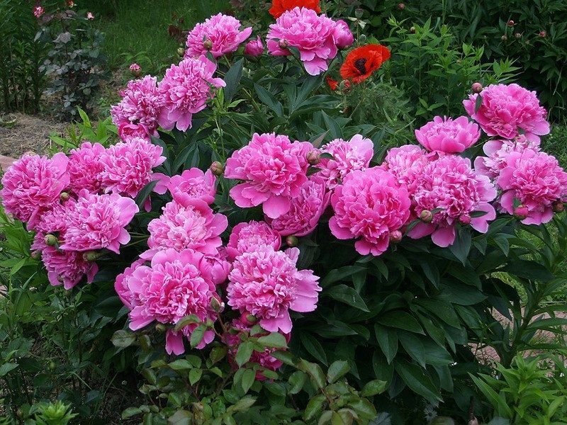 Пион (Paeonia) — спазмолитическое и противосудорожное