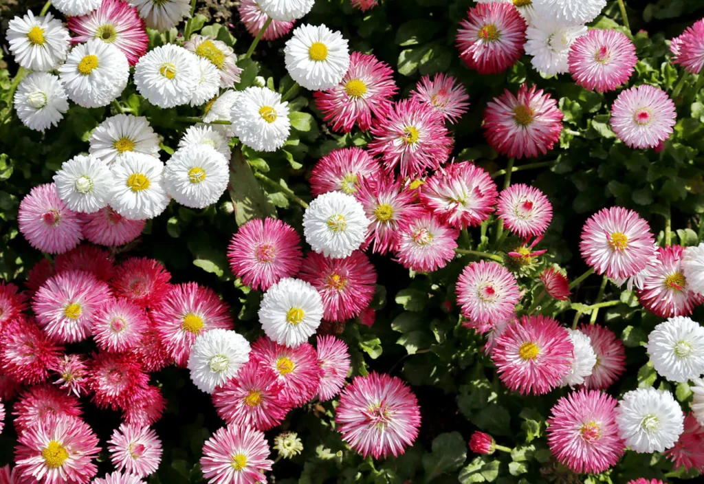 Маргаритка (Bellis perennis) — от паралича до подагры