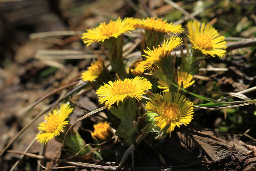 Мать-и-мачеха (Tussilago farfara) — натуральное отхаркивающее