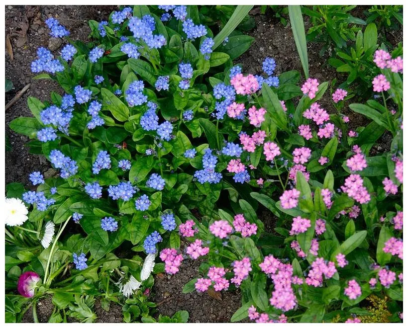Незабудка (Myosotis) — успокаивает нервы и лечит кашель