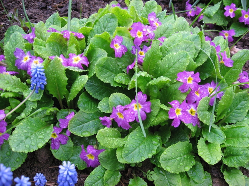 Примула (Primula) — витаминный кладезь