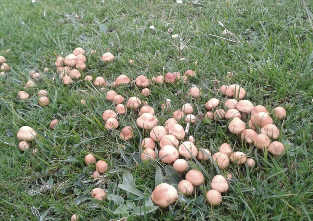 Луговой опёнок