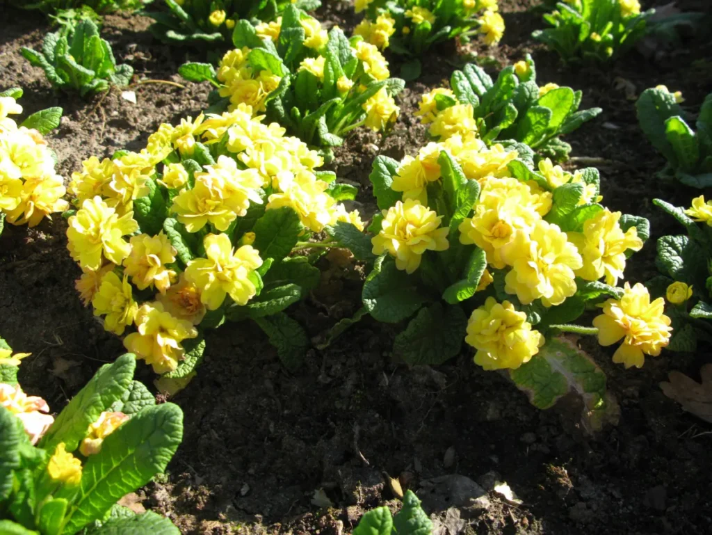 Примула (Primula) — витаминный кладезь