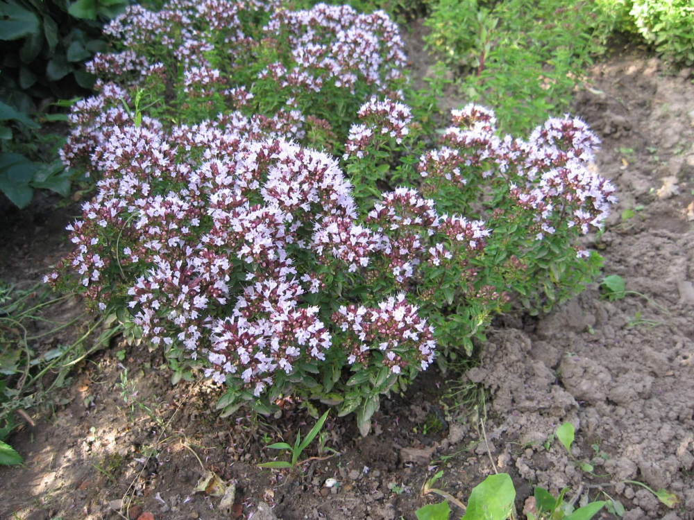 Душица обыкновенная (Origanum vulgare): клинико-фармакологический обзор