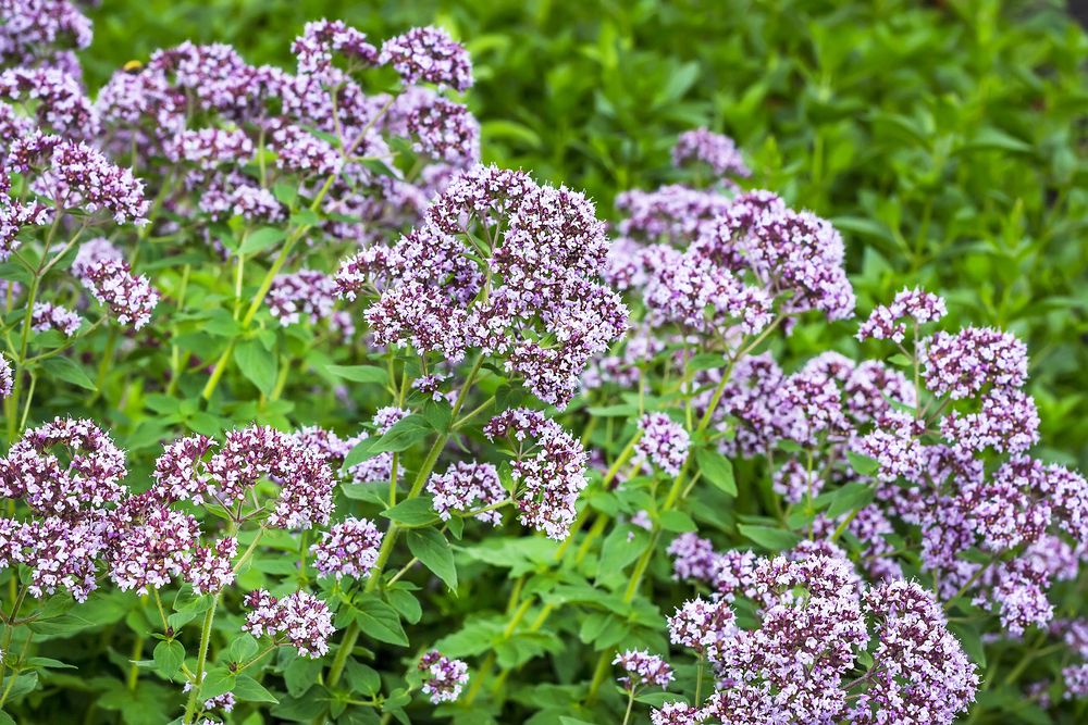 Душица обыкновенная (Origanum vulgare): клинико-фармакологический обзор