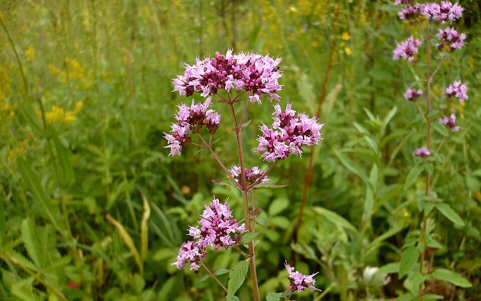 Душица обыкновенная (Origanum vulgare): клинико-фармакологический обзор