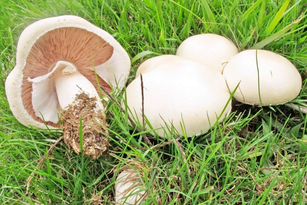 Шампиньон луговой (Agaricus campestris): научный и медицинский обзор