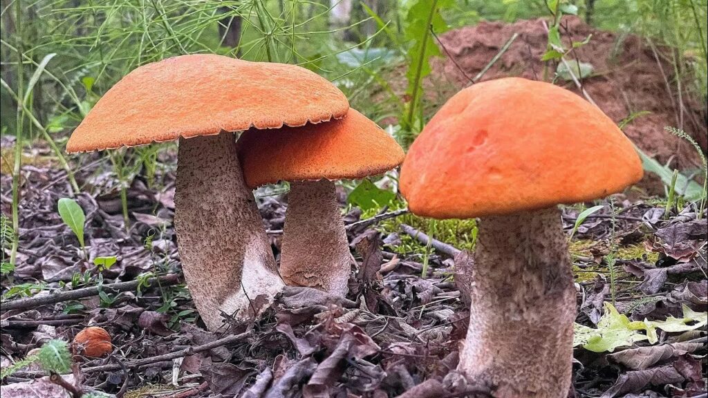Подосиновик