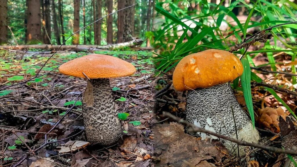Подосиновик